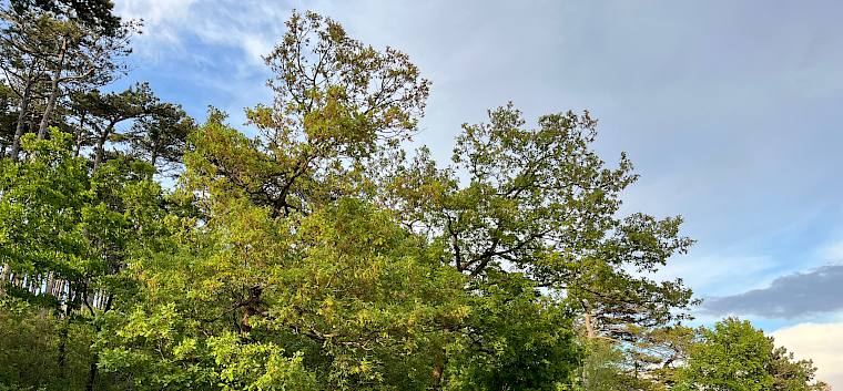 Heute entdeckten 17 Naturbegeisterte gemeinsam mit unseren Biolog:innen Irene Drozdowski und Alexander Mrkvicka die teilweise erst vor wenigen Jahren restaurierten, artenreichen Trockenrasenflächen am Reisacherberg und auf der Helenenhöhe in Bad Vöslau. © LPV/A. Mrkvicka Sonnenweg