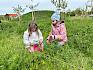 Pflanzenarten wurden gewissenhaft fotografiert, bestimmt und in einem Erhebungsbogen eingetragen. © LPV/E. Weisz-Emesz Kinder erforschen Wiese