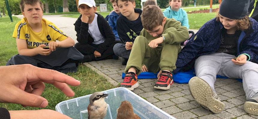 Neuntöter Männchen und Weibchen