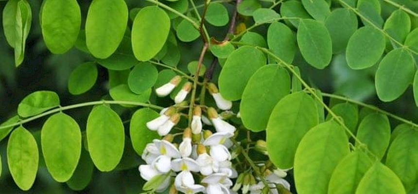 Robinia pseudoacacia