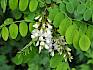 Auch invasive Pflanzen breiten sich im Stadtgebiet aus und verdrängen heimische Arten, darunter die Robinie (Robinia pseudoacacia). © LPV/F. Hohn Robinia pseudoacacia