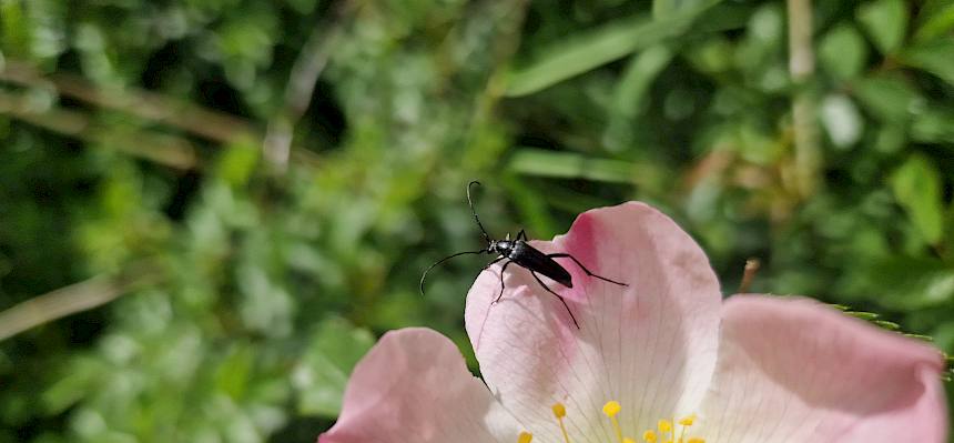 Schwarzer Schmalbock (Stenurella nigra) auf Rose