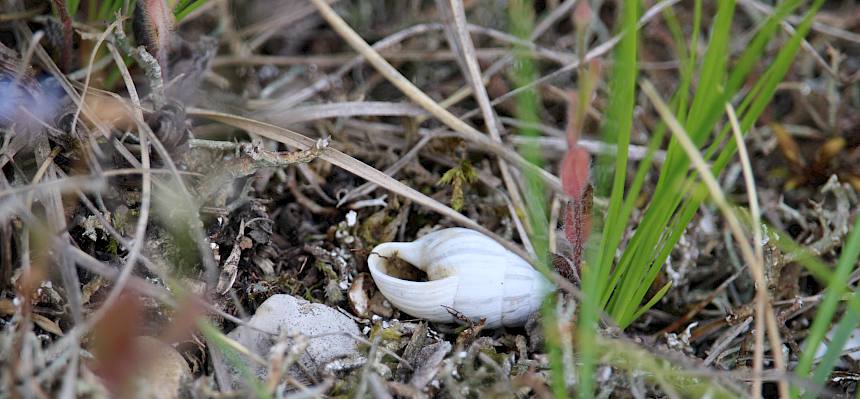 Zebraschnecke