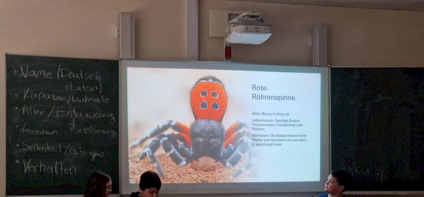 PowerPoint Folie über Rote Röhrenspinne