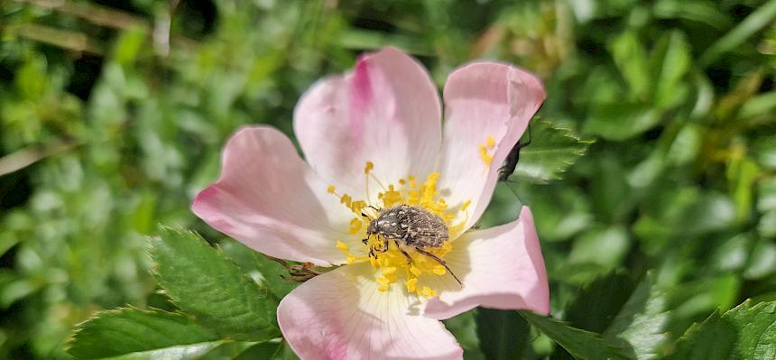 Zottiger Rosenkäfer in Blüte