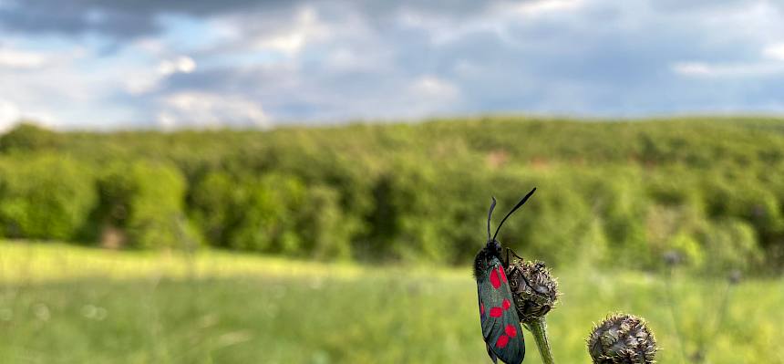 Widderchen auf Blüte