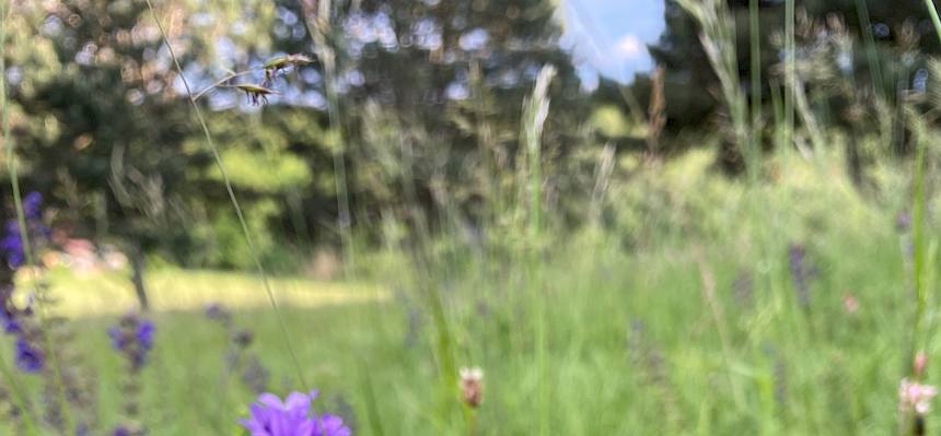 Bunte Wiese mit Käfer