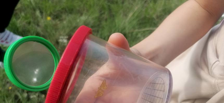 Schmetterling in Becherlupe.