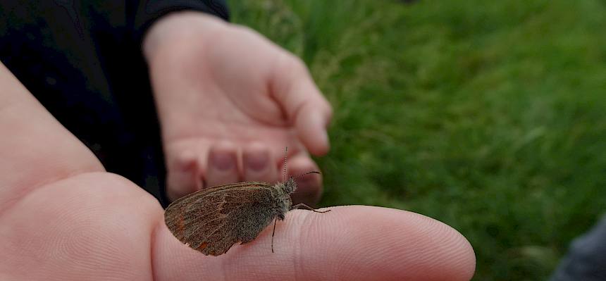 Schmetterling