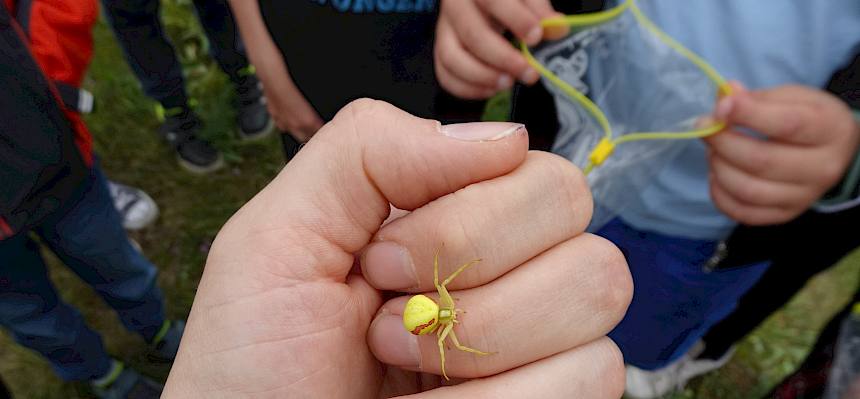 Krabbenspinne auf Hand