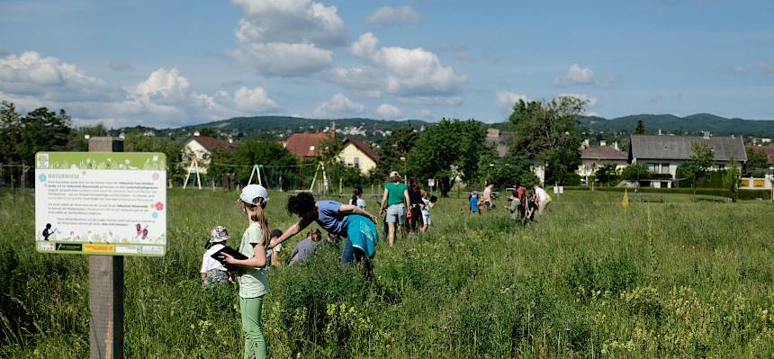 Kinder erforschen Naturwiese