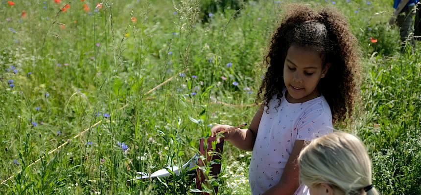 Kinder erforschen Naturwiese