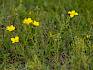 Am Symposion Lindabrunn zeigt sich die bunte Vielfalt des Trockenrasens gerade von ihrer besten Seite. Hier zu sehen: Gelber Lein (Linum flavum). © Manfred Digruber Gelber Lein