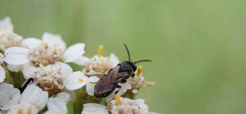 Wildbiene auf Schafgarbe