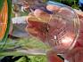 Auch einige Tiere gingen den jungen Forscher:innen in die Becherlupen, darunter Heuschrecken und Spinnen mit Eikokons, hier eine Listspinne (Pisaura mirabilis). © LPV/B. Sabek Listspinne