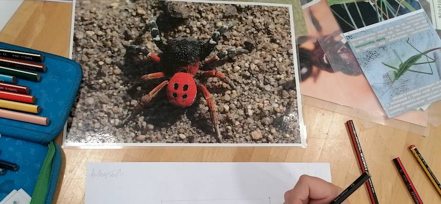 Zeichnung Männchen Rote Röhrenspinne