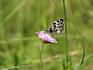 Auch einige Insekten gingen den jungen Forscher:innen in die Becherlupen, darunter Schachbrettfalter (Melanargia galathea). © LPV/F. Hohn Schabrettfalter
