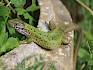 In den dornigen Sträuchern im Randbereich finden Smaragdeidechsen (Lacerta viridis) Schutz. © LPV/F. Hohn Smaragdeidechse