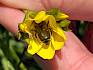 Der Gelbe Lein (Linum flavum) ist essenziell für das Vorkommen der seltenen Gelb-Leinbiene. © LPV/A. Mrkvicka Gelber Lein mit Biene