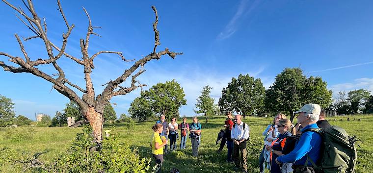 Die zahlreichen Teilnehmer:innen bei der Führung am Symposion Lindabrunn entdeckten die besonderen Tiere und Pflanzen. © LPV/A. Mrkvicka Naturführung am Symposion in Lindabrunn