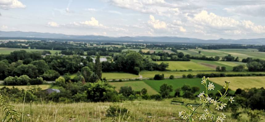 Schwalbenwurz und Blick vom Blosenberg