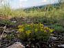 Die felsigen Stellen der Trockenrasen am Blosenberg beherbergen eine eigene Welt an Pflanzen. Hier der Milde Mauerpfeffer (Sedum sexangulare). © LPV/F. Hohn Milder Mauerpfeffer