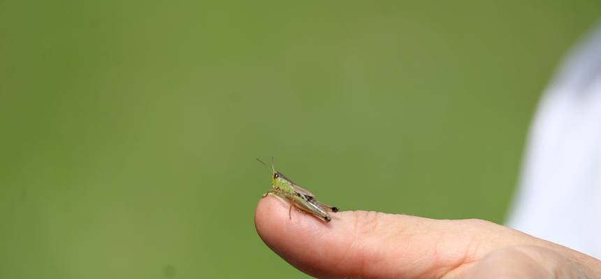 Kurzfühlerschrecke auf Finger