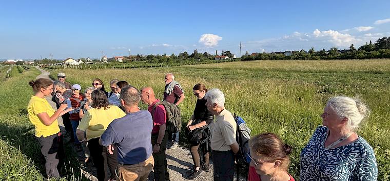 Insgesamt 17 Naturliebhaber:innen, darunter unsere Biolog:innen Irene und Alex, trafen sich heute am frühen Abend zu einer gemeinsamen Naturführung in das Naturschutzgebiet Glaslauterriegel-Heferlberg-Fluxberg in der Gemeinde Pfaffstätten. © LPV/A. Mrkvicka Bei der Naturführung durch die Weinbaulandschaft
