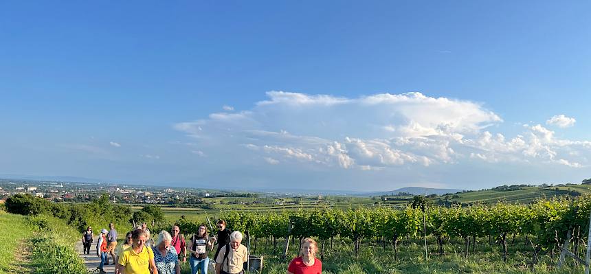 Teilnehmer:innen der Führung wandern durch Weinbaulandschaft