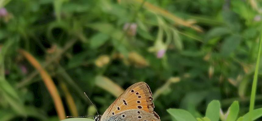 Großer Feuerfalter (Lycaena dispar)