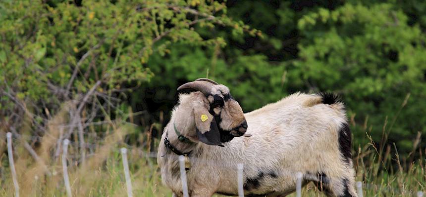 Ziegebock