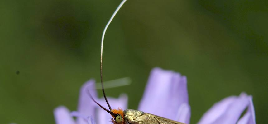 Falter auf Blüte