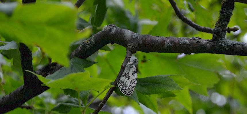 Schachbrettfalter (Melanargia galathea)