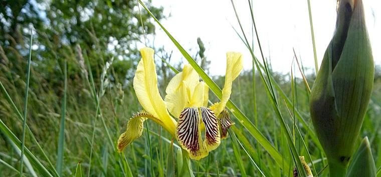 Bunt-Schwertlilie. © LPV/J. Rehrmbacher Bunt-Schwertlilie