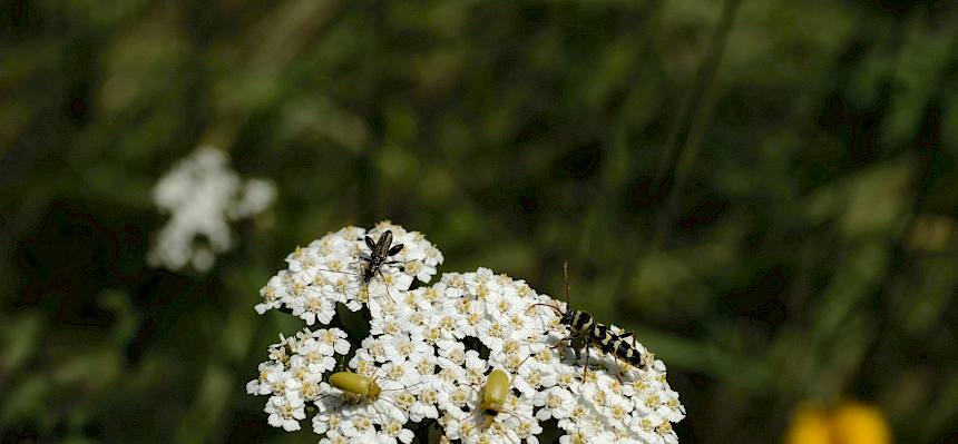 Insekten auf Schafgarbe