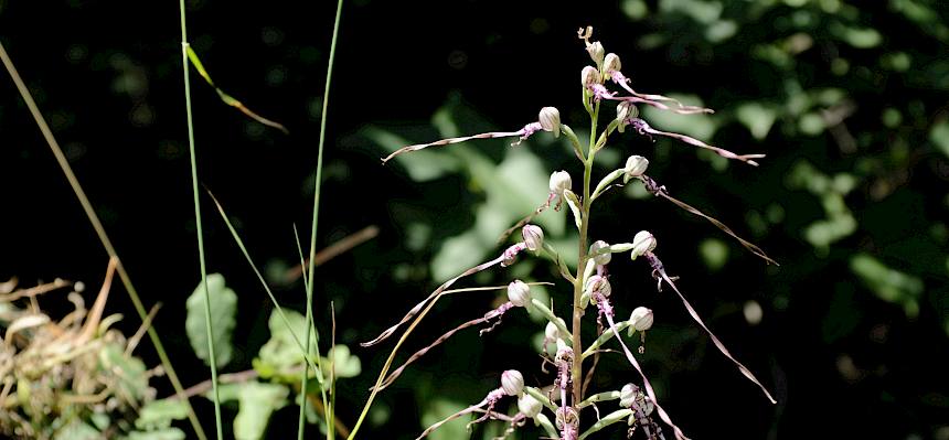 Adriatische Riemenzunge (Himantoglossum adriaticum)