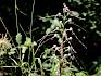 Ein besonderer Fund: Die Adriatische Riemenzunge (Himantoglossum adriaticum) © LPV/J. Fischer Adriatische Riemenzunge (Himantoglossum adriaticum)