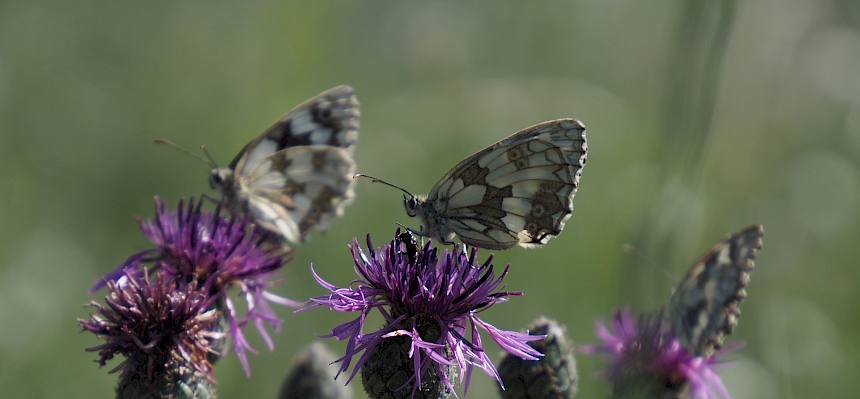 Schachbrettfalter (Melanargia galathea)