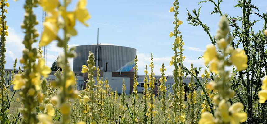 Wunderschön blühende Wiesen in Seibersdorf