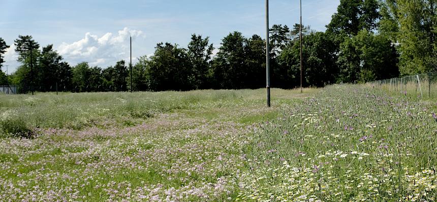 Wunderschön blühende Wiesen in Seibersdorf