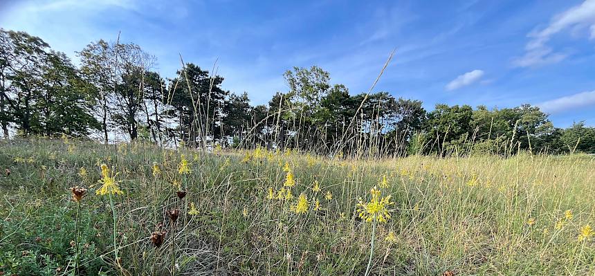 Gelber Lauch in voller Blüte