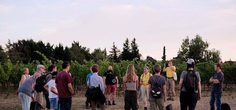 Im Rahmen der heutigen Nachtführung wanderten vier Biolog*innen des LPV gemeinsam mit jungen und älteren Naturfans durch die Weinbaulandschaft hinauf auf die Trockenrasen, um deren biologische Vielfalt hautnah zu entdecken. © LPV/J. Fischer Nachtführung in Pfaffstätten
