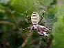 Die Wespenspinne (Argiope bruennichi) ließ sich die Heuschrecke schmecken. © LPV/J. Fischer Wespenspinne