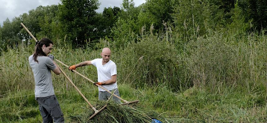 Volunteers rechen Schilf zusammen