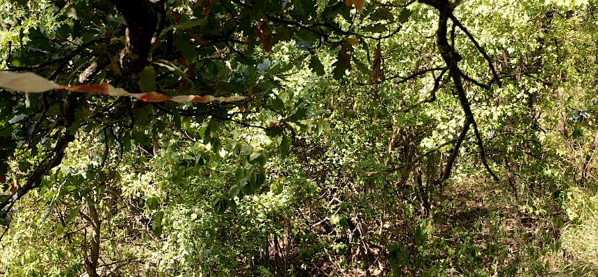 Unterwuchs im Biotopschutzwald