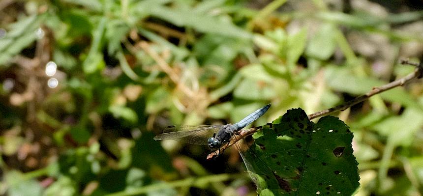 Libelle auf Blatt