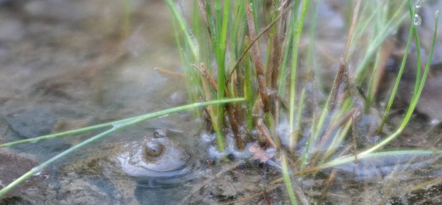 Gelbbauchunke im Wasser