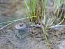 Durch die Pflegemaßnahmen wird der Lebensraum der Gelbbauchunke (Bombina variegata) geschützt. © LPV/J. Fischer Gelbbauchunke im Wasser
