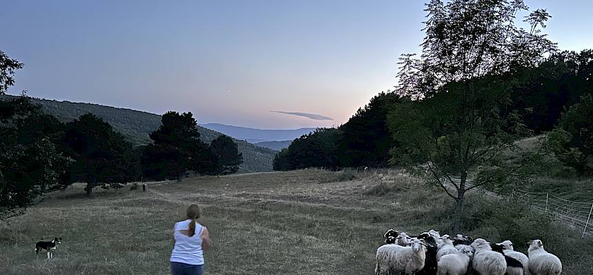 Hütehund mit Schafen