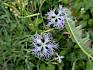 Feuchtwiesen-Prachtnelke (Dianthus superbus) © LPV/T. Walder Feuchtwiesen-Prachtnelke